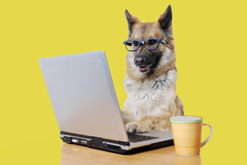 Computer, Hund