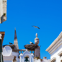 Portugal, Faro, Störche