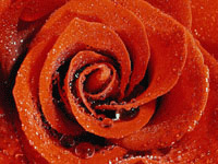 Rote Rose