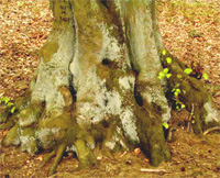 alter Baum, knorriger Stamm