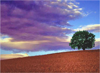 weites Feld, Baum, lila Himmel