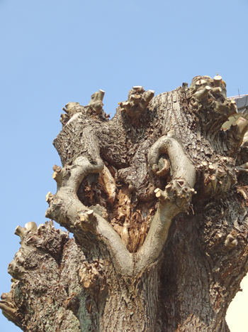 Herzform in Baumstamm