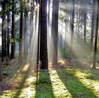 Licht durch Wald