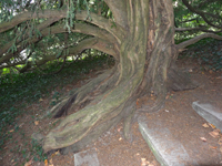 baum_stamm_wurzeln