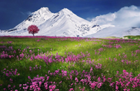 Berge, Schnee, Wiese, Blumen