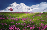 Berge, Schnee, Blumen