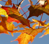 Herbstblätter, Himmel