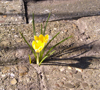 Krokus im Stein