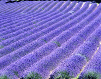 Lavendelfeld