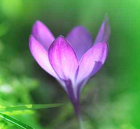 Krokus lila