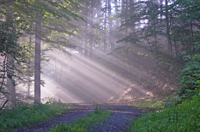 Sonne fällt auf Waldweg