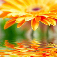 Blume orange spiegelt im Wasser