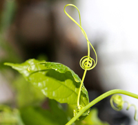 Violinschlüssel, Ranke