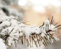 Tannenzweig mit Schnee