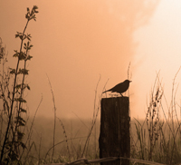 Amsel auf Baumstumpf