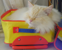 Balou im bunten Koffer