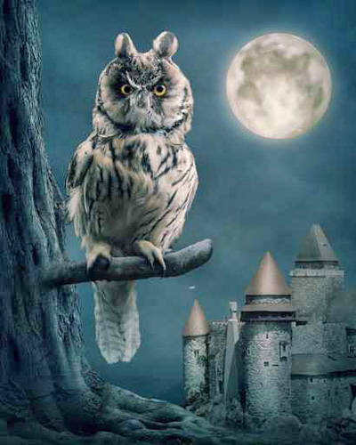 Eule, Vollmond