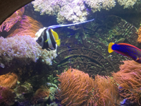 bunte Fische, Korallen