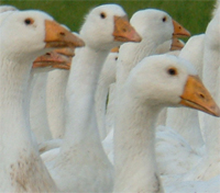 Gänse