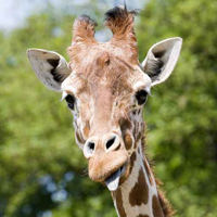 Giraffe streckt Zunge raus