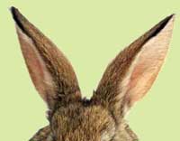 Hase_Ohren