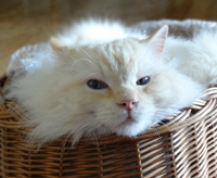 Katze im Korb