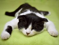 Katze schläft auf Bauch