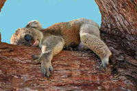 Koala