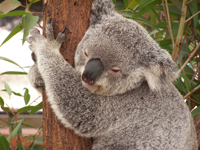 Koala im Baum, nah