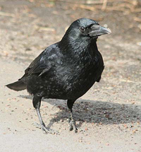 Krähe