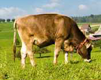 Kuh auf der Weide