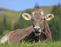 Kuh, liegt auf Weide
