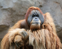 Orang-Utan