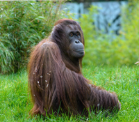 Orang-Utan