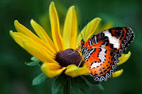 Schmetterling auf Blüte