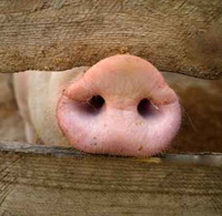 Schweinerüssel, nah