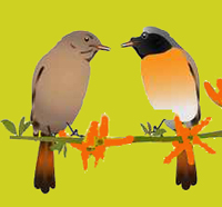 2 Vögel auf Zweig