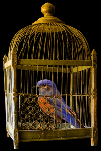 Vogel im goldenen Käfig