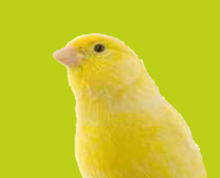 Kanarienvogel