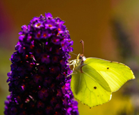 Zitronenfalter an Blüte